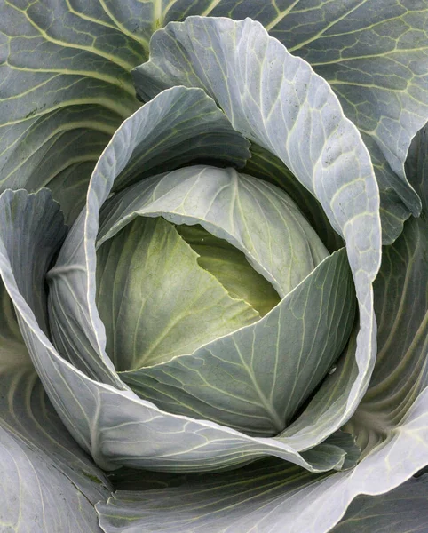 Fresh Cabbage Head Vegetable Garden White Cabbage Brassica Oleracea Top — Stock Photo, Image