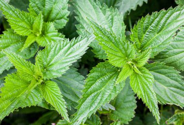 Bahçede ısırgan otu (Urtica dioica) var. Tırtıklı kenarlı yeşil yapraklar. Üst Manzara. Yakın plan..