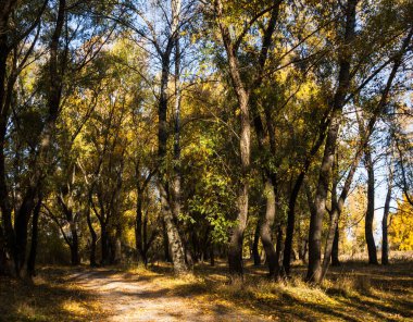 Güneşli bir günde sonbahar ormanı. Ormandaki toprak yol..