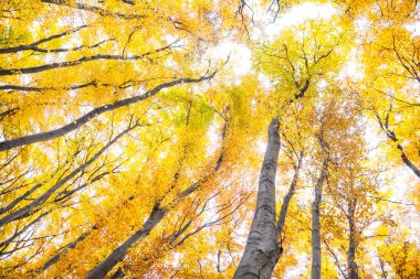 Yellow trees against the sky in the autumn day. Golden leaves.
