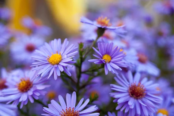 秋の庭の青花 — ストック写真