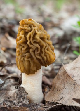 Morel (Morchella) bahar ormanında yerde mantar..