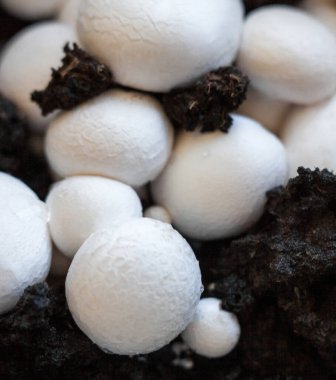 Büyüyen düğme mantarları (Agaricus bisporus, Champignon, portobello, common mantar). Siyah zeminde beyaz mantarlar. 
