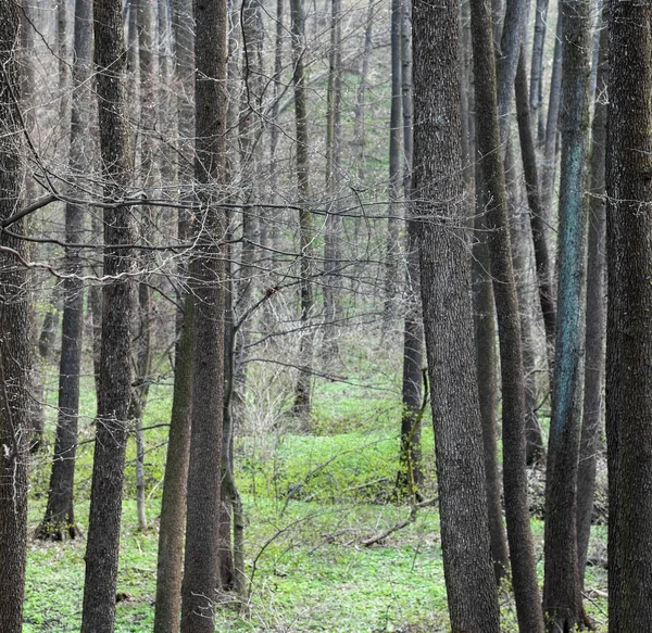 Floresta Início Primavera Pequenos Botões Nos Ramos Grama Verde Jovem — Fotografia de Stock