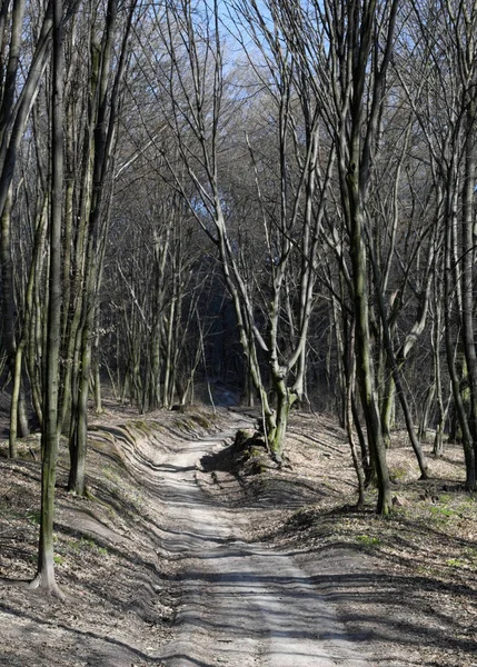 Estrada Sujeira Uma Floresta Sem Folhas Árvores Arenosas Dia Ensolarado — Fotografia de Stock