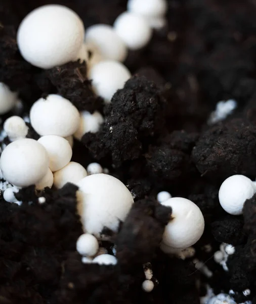 Crecimiento Champiñones Botón Agaricus Bisporus Champiñón Portobello Champiñón Común Gorras — Foto de Stock