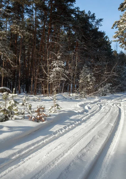 Güneşli Bir Günde Kozalaklı Bir Kış Ormanında Yol Toprak Yol — Stok fotoğraf