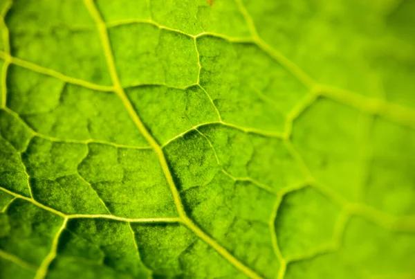 Close up of the bright green leaf in the sunshine.