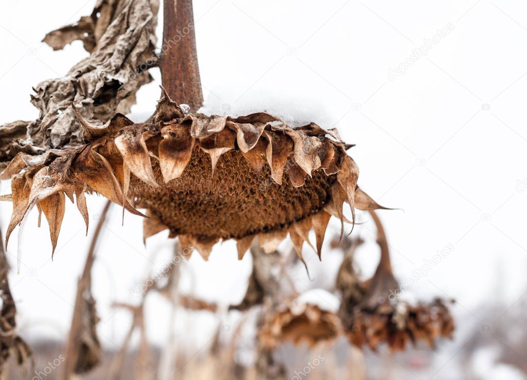 Withered sunflowers without seeds in winter on the white sky background.