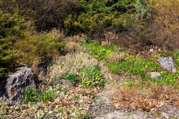 Het Pad Tuin Het Vroege Voorjaar — Stockfoto