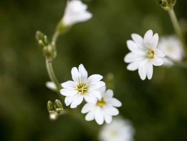 White Flowers Stellaria Stitchwort Chickweed — Stock Photo, Image