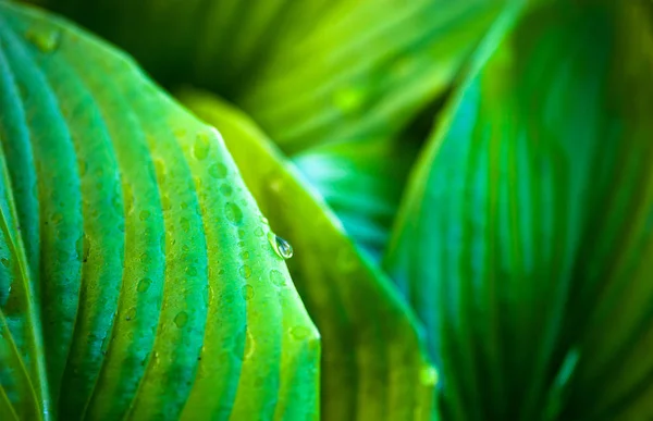 露滴とホスタ緑の葉の閉じる — ストック写真