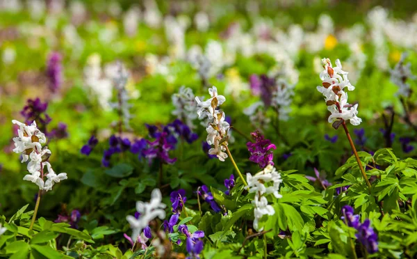 Meadow Corydalis Flowers Different Colors — Stock Photo, Image