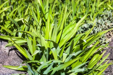 Gri taşın yanında yemyeşil bir bahar bitkisi.