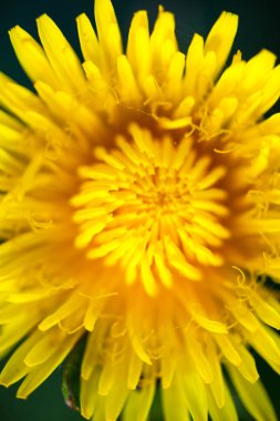 Çiçek açan sarı karahindiba çiçeğine yakın çekim.