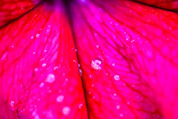 Closeup Bright Red Petunia Flower Drops Dew — Stock Photo, Image