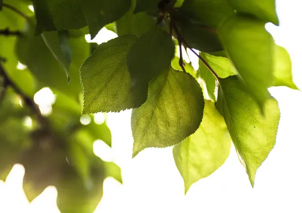 Tak Met Groene Bladeren Zon — Stockfoto