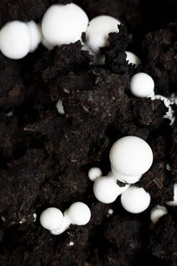 Büyüyen düğme mantarları (Agaricus bisporus, Champignon, portobello, common mantar). Siyah zeminde beyaz mantarlar. 