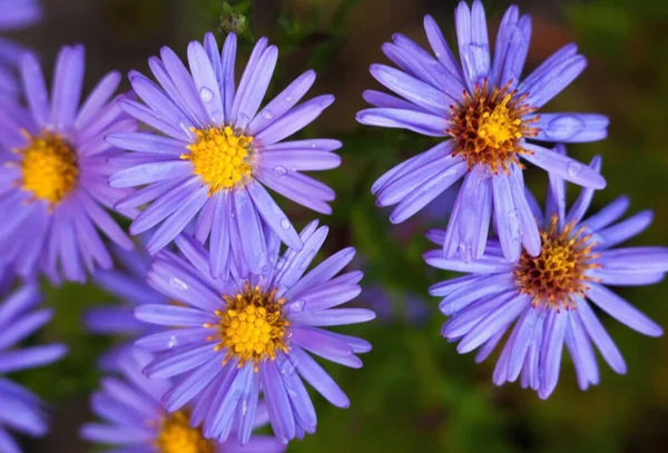 Квіти Блакитної Айстри Осінньому Саду Крупним Планом — стокове фото