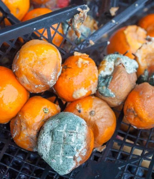 Гнилые Мандаринские Апельсины Свалке Испорченные Цитрусовые Продукты Гнилые Тропические Фрукты — стоковое фото