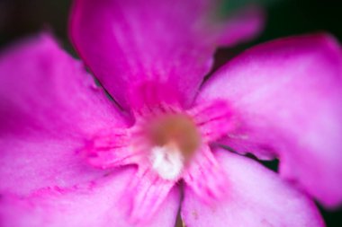 Nerium oleander pembe çiçek. Yakın çekim.
