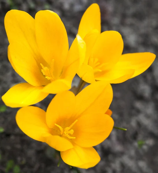 Los Azafranes Amarillos Florecen Principios Primavera Cerca — Foto de Stock