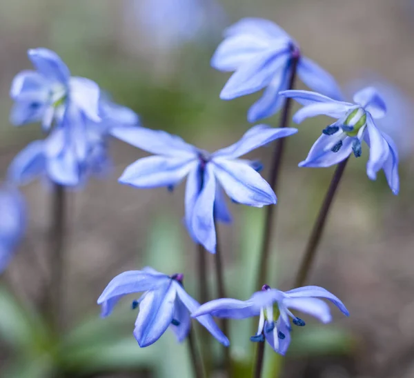 Flores Scilla Azul Floreciendo Principios Primavera Cerca —  Fotos de Stock