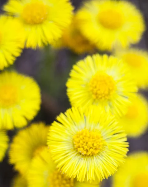 Желтые Цветы Coltsfoot Tussilago Farfara Ранней Весной — стоковое фото