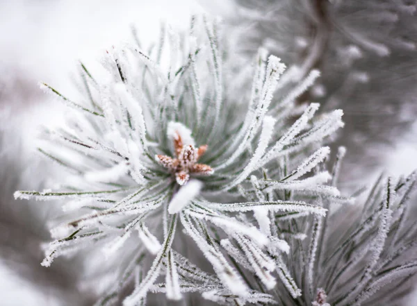 Coniferous Branches Covered Hoarfrost Close — Stock Photo, Image