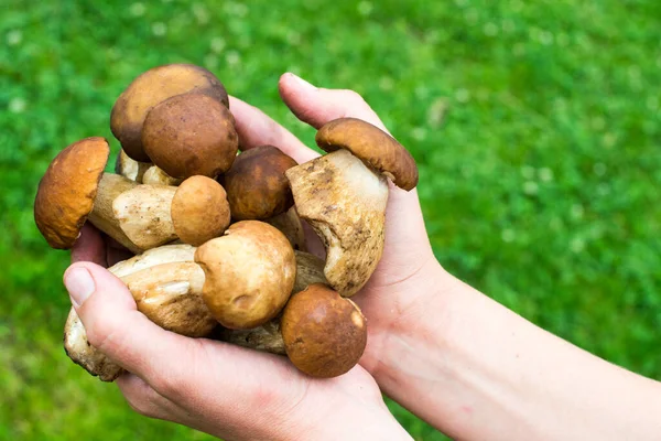 Bir avuç dolusu porcini mantarı (Boletus edulis) yeşil çimen arka planına karşı.