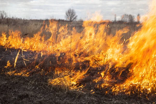 Büyük kapsamlı ateş alanında. Yakın çekim.