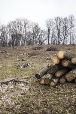 Kereste hasadı. İlkbaharın başında ormandaki odun kesme alanında odun yığını ve bir sürü kütük.. 