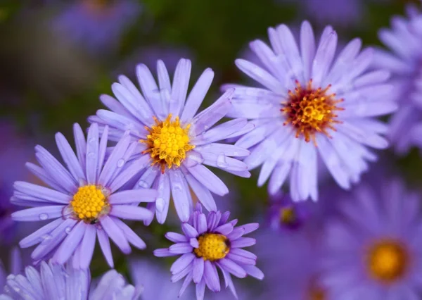 Blauwe Aster Bloemen Herfsttuin Close — Stockfoto