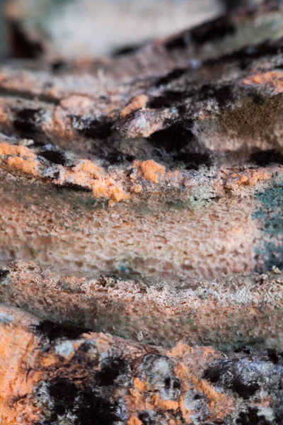 Mouldy Moldy Bread Bread Mold Must Mustiness Mildew Close — Stock Photo, Image