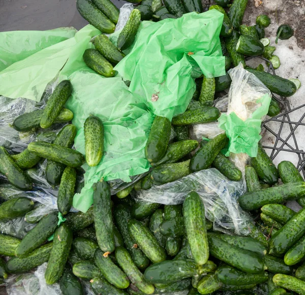 Piles of cucumbers on the landfill. Spoilt rotten vegetables. Close-up.