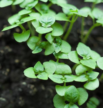 Sebze bahçesinde fesleğen yetiştiriyorum. Genç fesleğenler. Yakın plan..