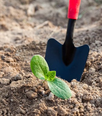 Genç bir tohumu dikiyorum. Sebze bahçesinde çalışıyorum. Metal kürek. Tarım. Çiftçilik. Yakın plan..