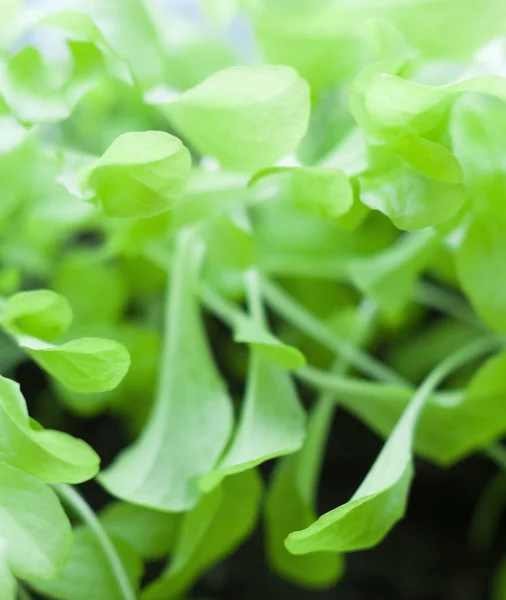 Cultivar Lechuga Huerto Hojas Lechuga Verde Brillante Hoja Verduras Primer — Foto de Stock