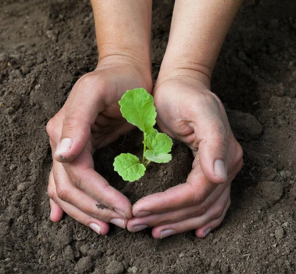 Mâinile Ţin Plantă Tânără Plantarea Unui Răsaduri Tânăr Lucrează Grădina — Fotografie, imagine de stoc