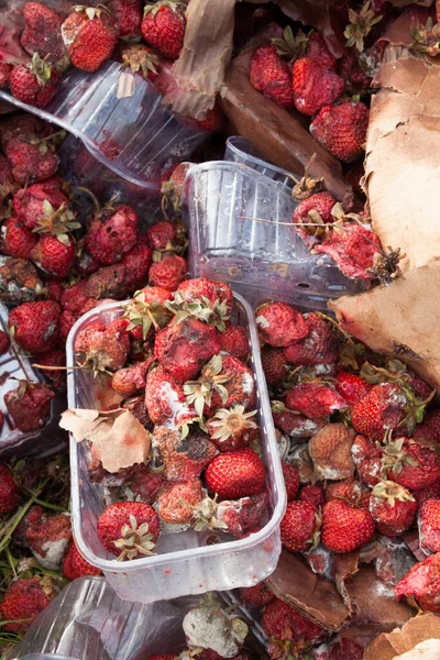 Rotten garden strawberries on the landfill. Plastic containers and cardboard boxes. Pile of garbage.