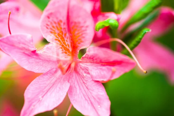 Rosafarbene Blüten Des Rhododendronstrauches Nahaufnahme — Stockfoto