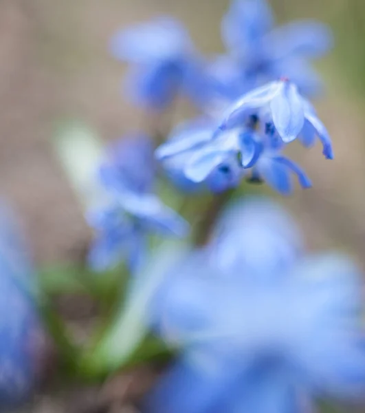 Flores Scilla Azul Floreciendo Principios Primavera Cerca —  Fotos de Stock