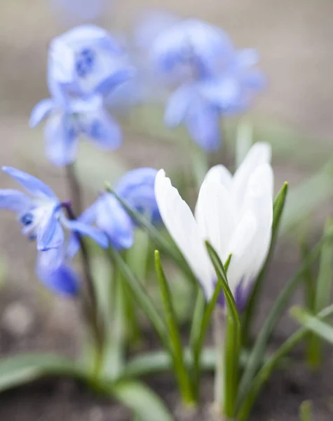 Crocus Blanco Flores Scilla Azul Que Florecen Principios Primavera —  Fotos de Stock