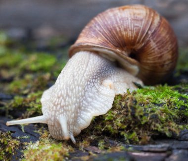 Yeşil yosun üzerinde kara salyangozu. Yakın plan..