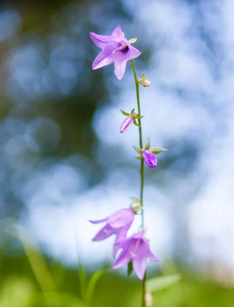 Fioletowe Dzwonki Polu Dzikie Kwiaty Campanula Zbliżenie — Zdjęcie stockowe