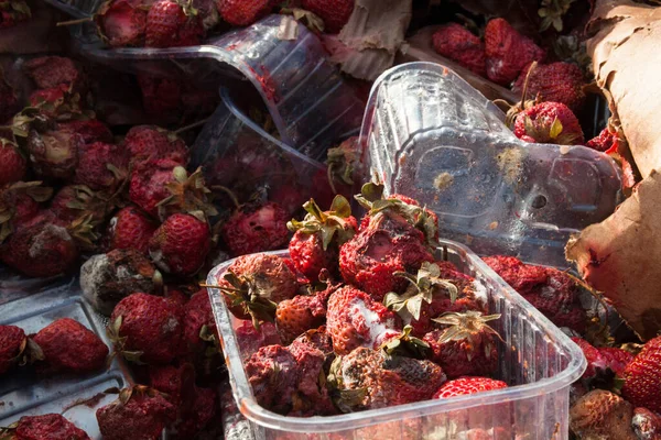 Rotten garden strawberries on the landfill. Plastic containers and cardboard boxes. Pile of garbage.
