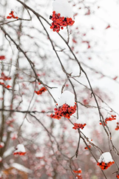 Рованское Дерево Красные Рованские Фрукты Покрытые Снегом Зимний Лес — стоковое фото