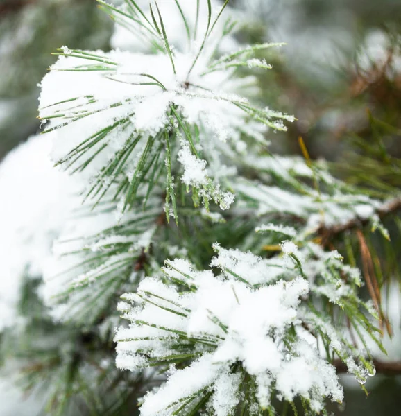 Gałęzie Iglaste Pokryte Śniegiem Drzewo Śniegu Zimowe Drzewo Zbliżenie — Zdjęcie stockowe