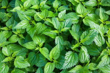 Bahçede ısırgan otu (Urtica dioica) var. Tırtıklı kenarları olan yeşil yapraklar.. 