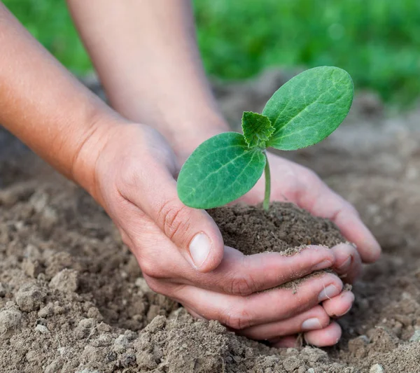 Plantando Una Plántula Joven Manos Sosteniendo Una Planta Joven Trabajando —  Fotos de Stock